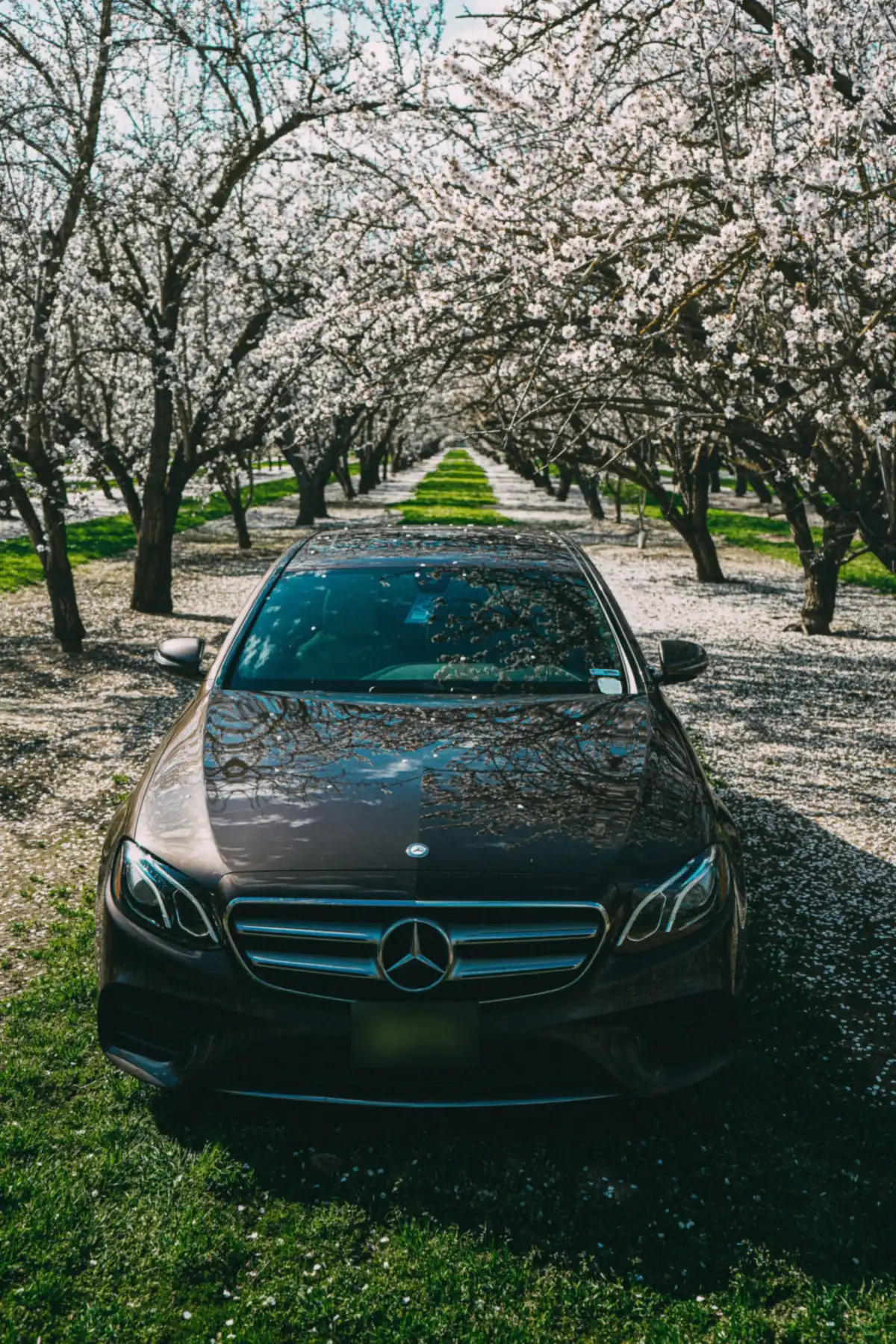 Front view of a dark brown Mercedes-Benz E400 (W213) parked in a blossoming orchard